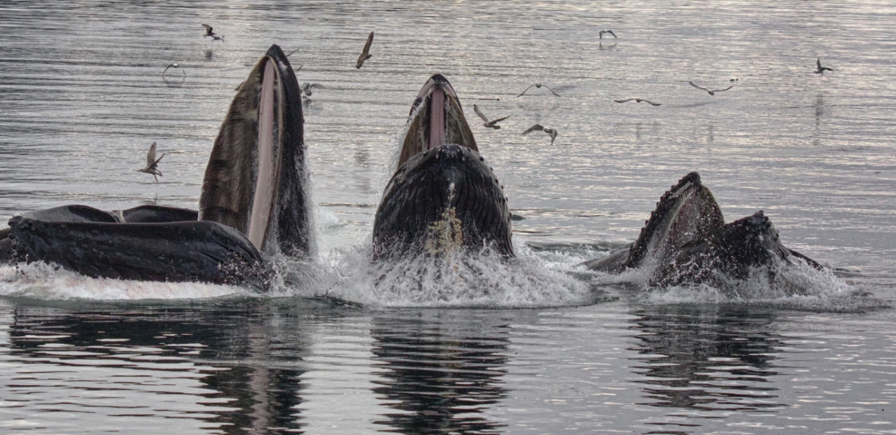 Cantos de ballena: Ballenas jorobadas en manada