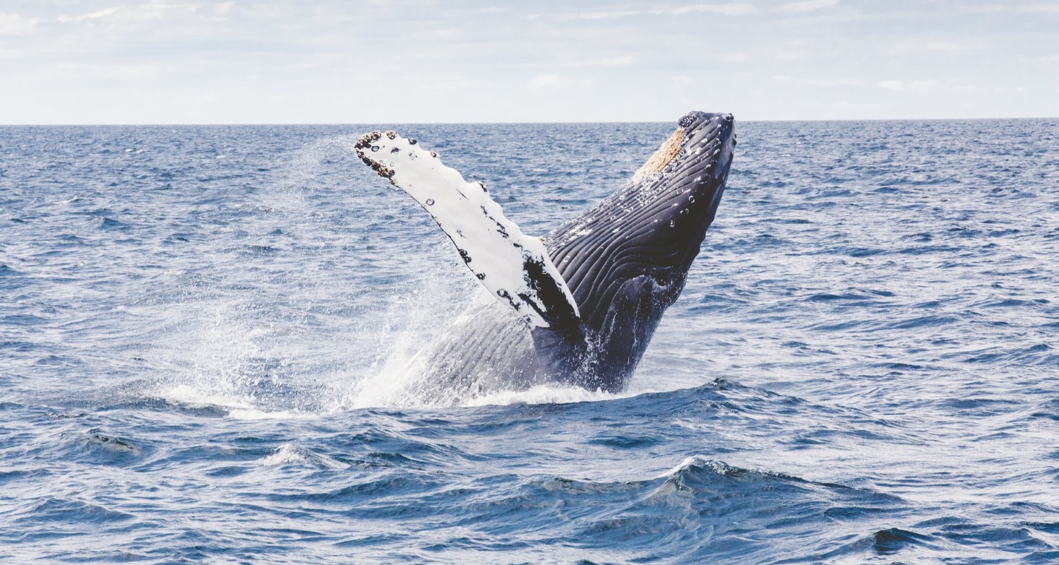 curso Conflicto detección El canto de ballenas para relajarse | Blog de Teufel